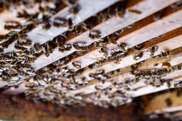 Open bee hive. Plank with honeycomb in the hive. The bees crawl along the hive. Honey bee.