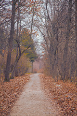 Fototapeta na wymiar Autumn landscape forest. Yellow trees and path with leaves