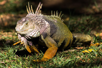 green iguana