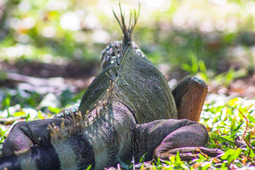 iguana on a branch