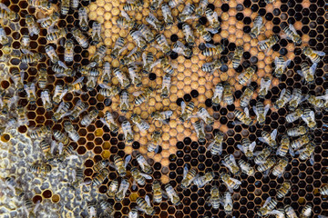 Honey bees on the home apiary