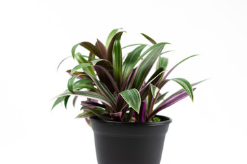 Fototapeta na wymiar Purple and green Tradescantia house plant