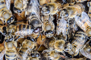 Macro photograph of bees. Dance of the honey bee. Bees in a bee hive on honeycombs.