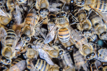 Macro photograph of bees. Dance of the honey bee. Bees in a bee hive on honeycombs.