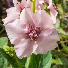 Verbascum