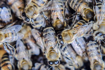 Macro photograph of bees. Dance of the honey bee. Bees in a bee hive on honeycombs.