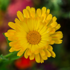 Yellow Marigold