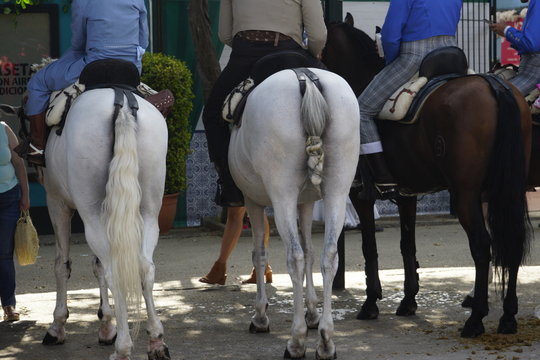 horse carriage concurso de enganches de carruajes de coches de caballos feria de malaga 2019