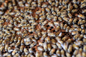 A dense cluster of swarms of bees in the nest. Working bees, drones and uterus in a swarm of bees. Honey bee. Accumulation of insects.