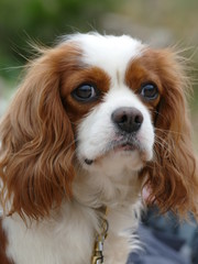 Cavalier King Charles Spaniel, female, blenheim