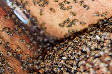 A beehive, a view from the inside. The bee-hut. Honey bee. Entrance to the hive.