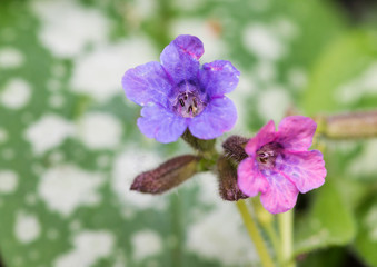 Obraz premium Pretty Pulmonaria