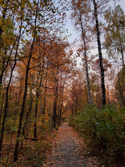Fototapeta premium path in the forest in autumn