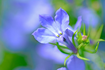 Colorful flowers in the garden. © Tomasz Warszewski