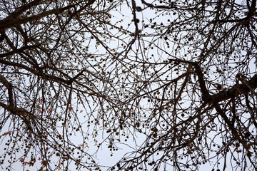 trees 