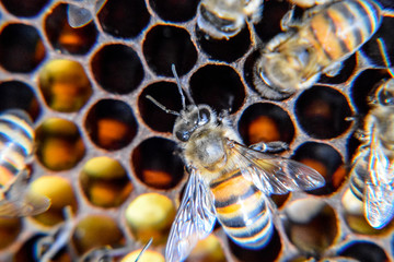 Macro photograph of bees. Dance of the honey bee. Bees in a bee hive on honeycombs.