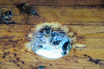 A beehive, a view from the inside. The bee-hut. Honey bee. Entrance to the hive.