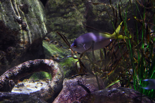 Electric Blue Damsel, Pomacentrus Coelestis, Also Known As The Neon Damsel