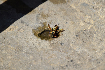 Wasps Polistes drink water