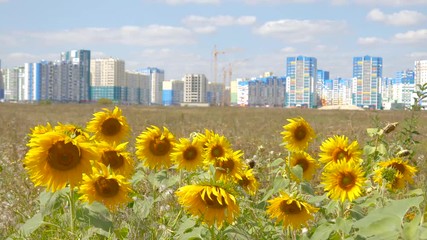 building a house on the background of a field with sunflowers. photo of new residential area. a house in the nature