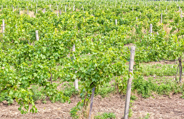 Fototapeta na wymiar Vineyard with ripening bunches of white grapes