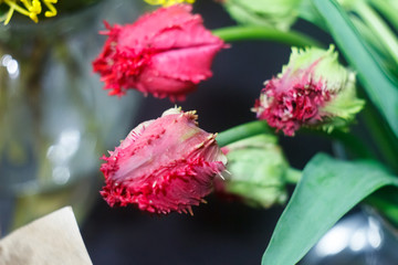 Extreme close-up of a bouquet of pink velvet tulips on a blurry background of a flower shop, selective focus