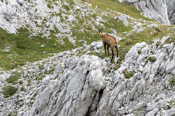 view of a chamois on a mountain ridge, Alps