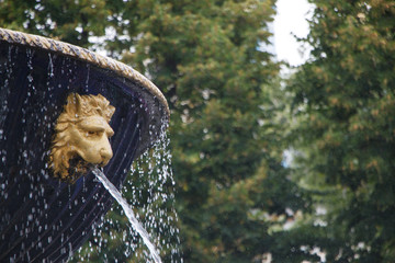 Close-up stone fountain bowl and mouth of a golden lion fountain on a blurred background of green trees, selective focus