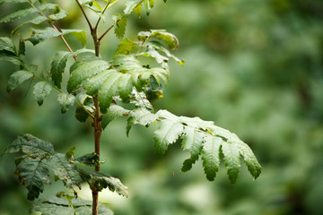 Close-up of a young sapling with green leaves on a blurred background of an old forest, selective focus