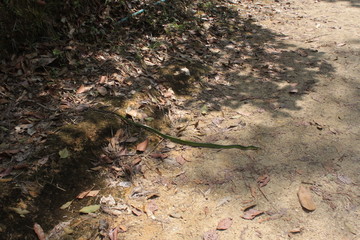 Environment of tropical country, Thailand