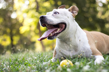 Happy pet dog on grass 