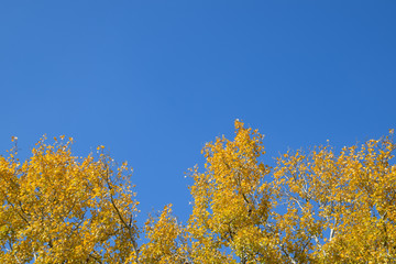 Silver poplar in autumn paint against the blue sky