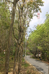 Environment of tropical country, Thailand