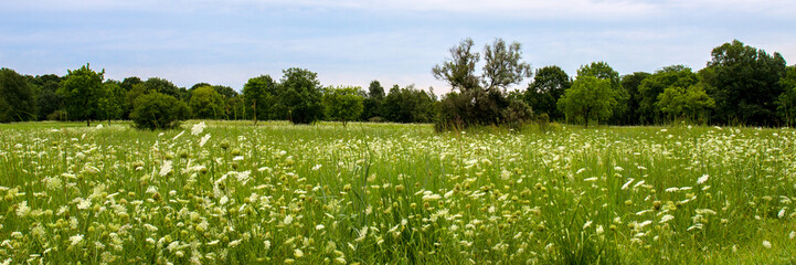 Panorama of a field of Queen Anne's Lace wildflowers in Lakewood Forest Preserve in Lake County, Illinois - obrazy, fototapety, plakaty