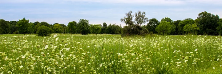 Foto op Plexiglas Panorama of a field of Queen Anne's Lace wildflowers in Lakewood Forest Preserve in Lake County, Illinois © Martha Marks
