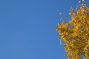 Silver poplar in autumn paint against the blue sky