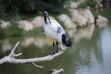 jabiru oiseau d'afrique