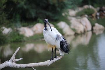 jabiru d'afrique