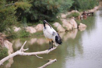 ibis sacré