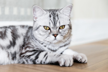 British Shorthair cat lying and looking at the camera. Portrait of gray tabby cat. Copy space