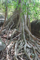 Obraz premium Environment of tropical country, Thailand