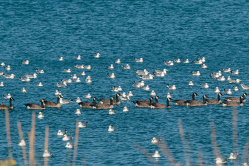 Flock of Canada Geese swimming with a large flock of gulls in the Strait of Juan de Fuca