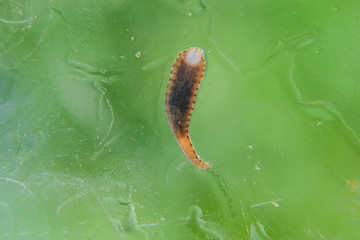 Leech on the glass. Bloodsucking animal. subclass of ringworms from the belt-type class....