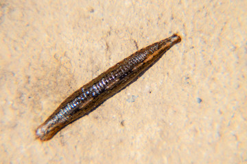 Leech on the tweezers. Bloodsucking animal. subclass of ringworms from the belt-type class....