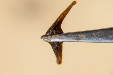 Leech on the tweezers. Bloodsucking animal. subclass of ringworms from the belt-type class....