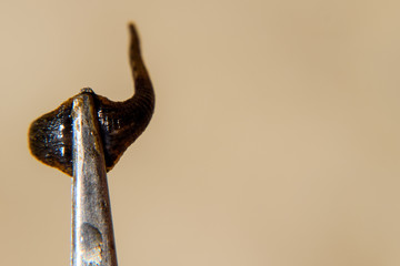 Leech on the tweezers. Bloodsucking animal. subclass of ringworms from the belt-type class....