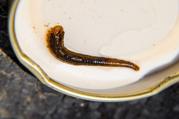 Leach on the lid of the jar. Bloodsucking animal. A subclass of ringworms from the belt-type class. Hirudotherapy with leeches. Giruda.