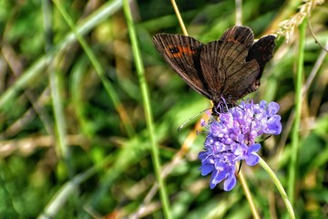butterfly on flower