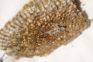 The nest is aspen, polist. The aspen nest at the end of the breeding season. Stocks of honey in honeycombs. Aspen honey. Vespa