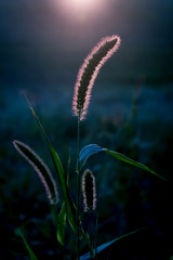 Wheat in front of the setting sun